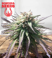 Gelato Strain Regular Marijuana Seeds