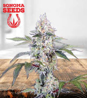 Tangie Cookies Marijuana Seeds