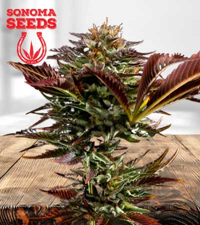 Alien OG Marijuana Seeds